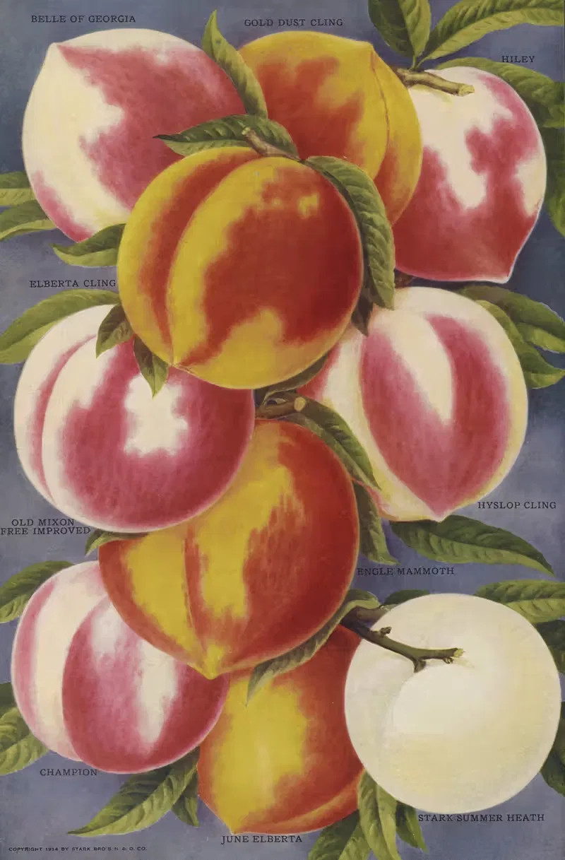 Peaches by Stark Bro's Nurseries & Orchards Co., 1916 — digital art print download