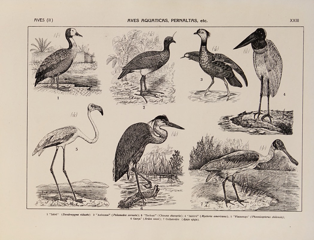 Atlas da Fauna do Brasil Pl.23 — Rodolpho von Ihering