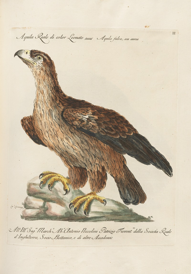 Ornithologia methodice digesta Pl.002 by Saverio Manetti, 1767-1776 — digital art print download