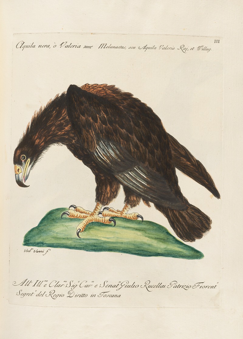 Ornithologia methodice digesta Pl.003 by Saverio Manetti, 1767-1776 — digital art print download