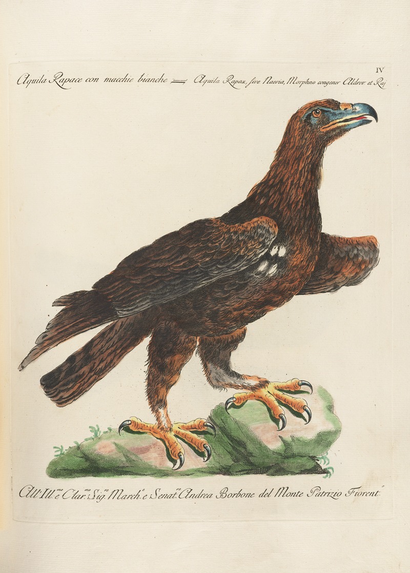 Ornithologia methodice digesta Pl.004 by Saverio Manetti, 1767-1776 — digital art print download