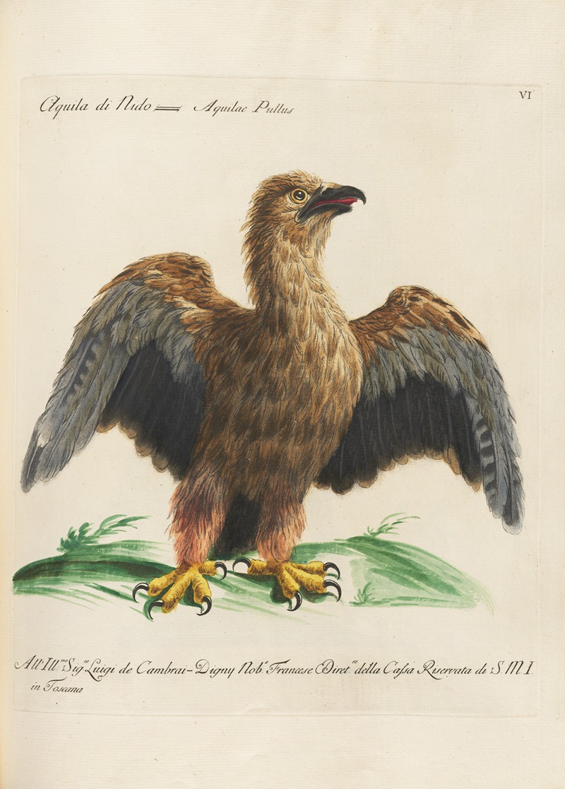 Ornithologia methodice digesta Pl.006 by Saverio Manetti, 1767-1776 — digital art print download