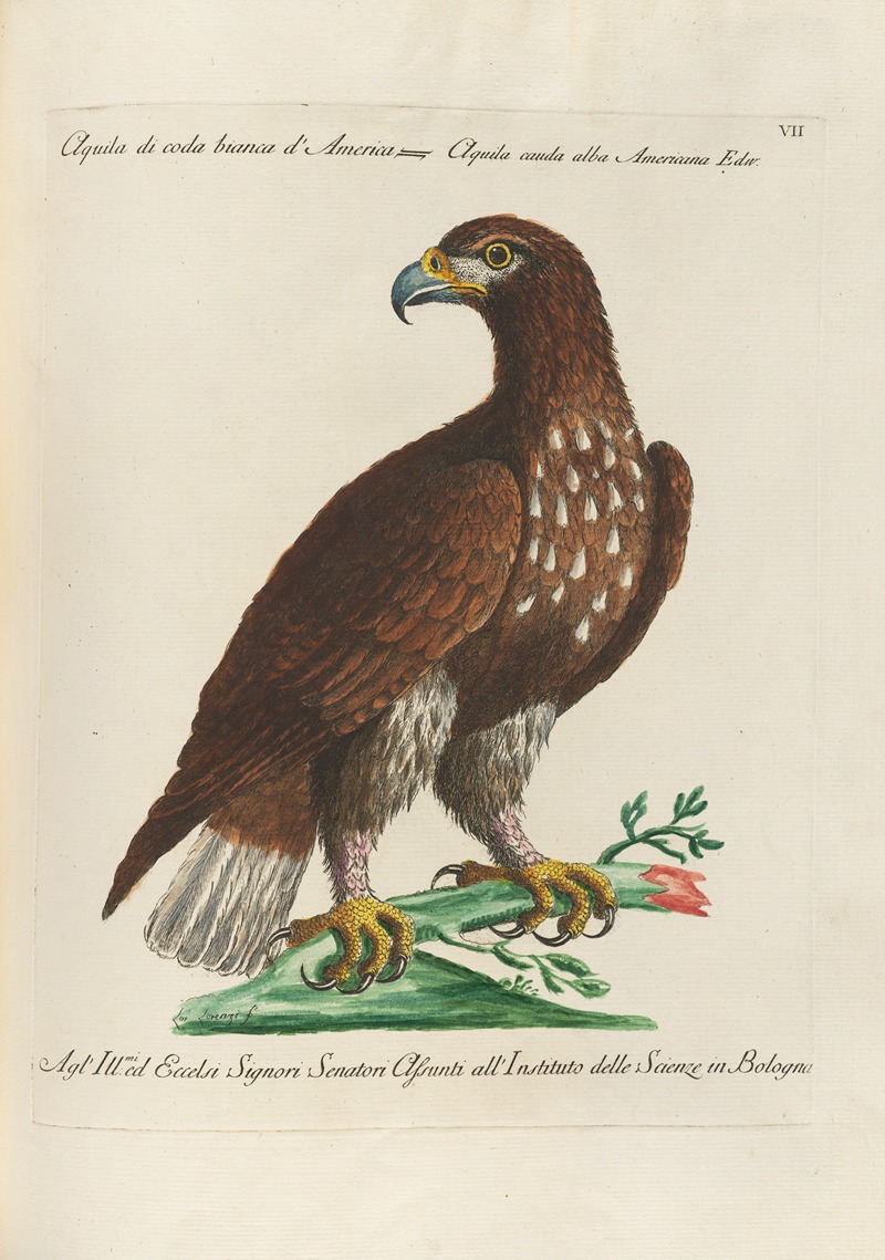 Ornithologia methodice digesta Pl.007 by Saverio Manetti, 1767-1776 — digital art print download