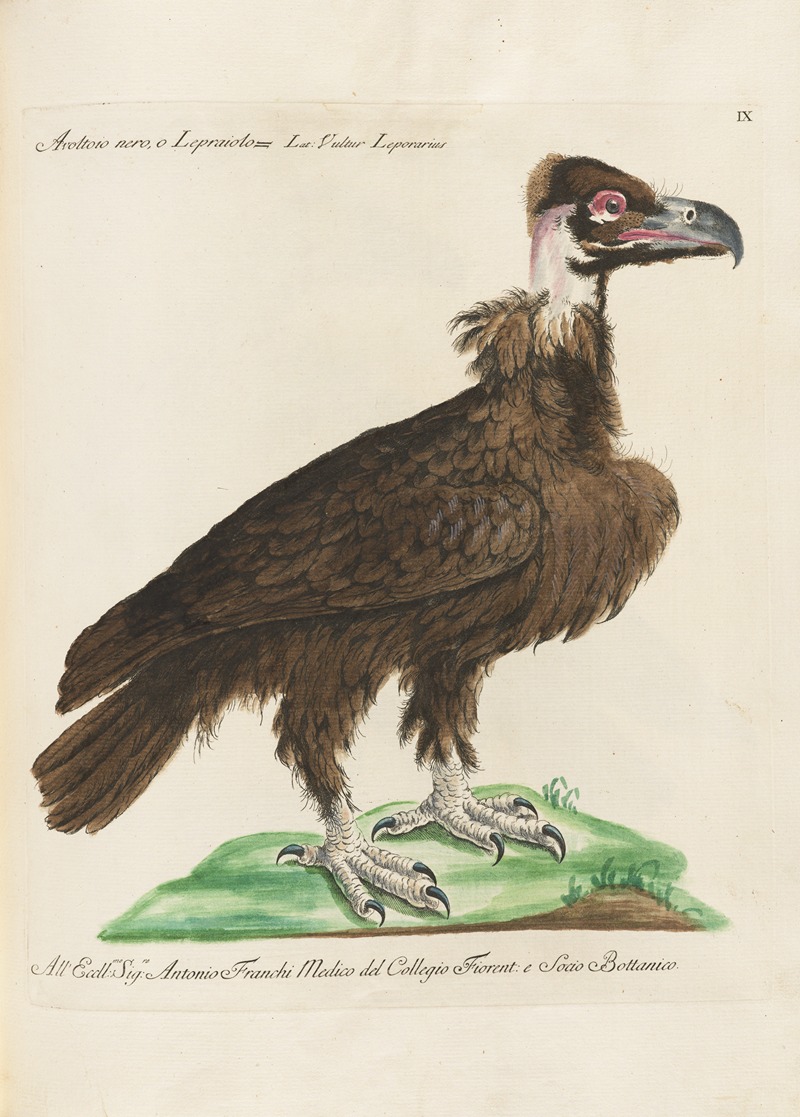 Ornithologia methodice digesta Pl.009 by Saverio Manetti, 1767-1776 — digital art print download