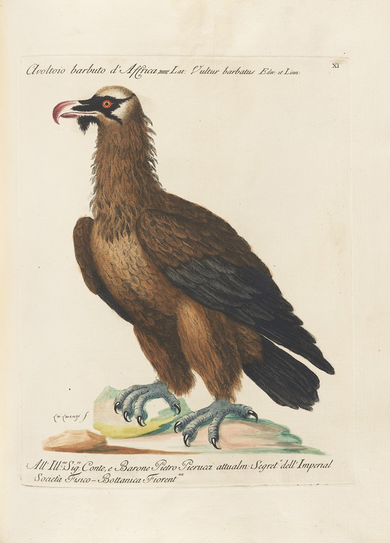 Ornithologia methodice digesta Pl.011 by Saverio Manetti, 1767-1776 — digital art print download