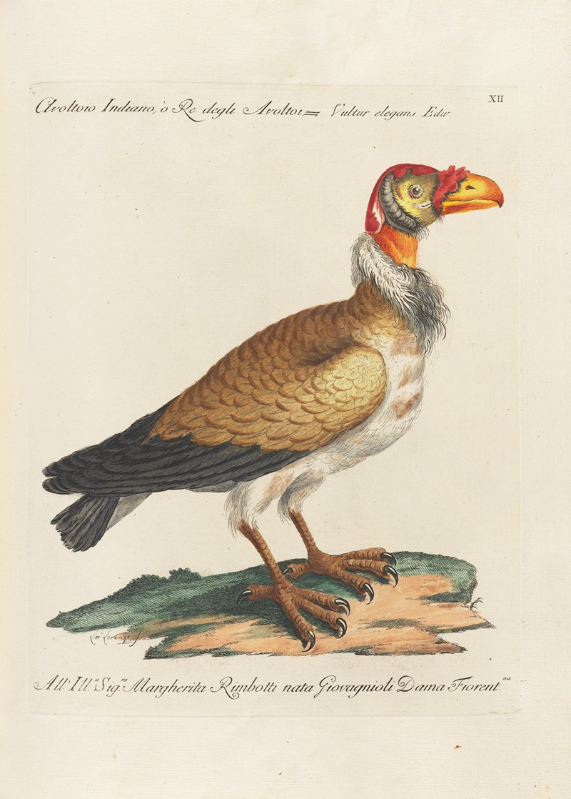 Ornithologia methodice digesta Pl.012 by Saverio Manetti, 1767-1776 — digital art print download