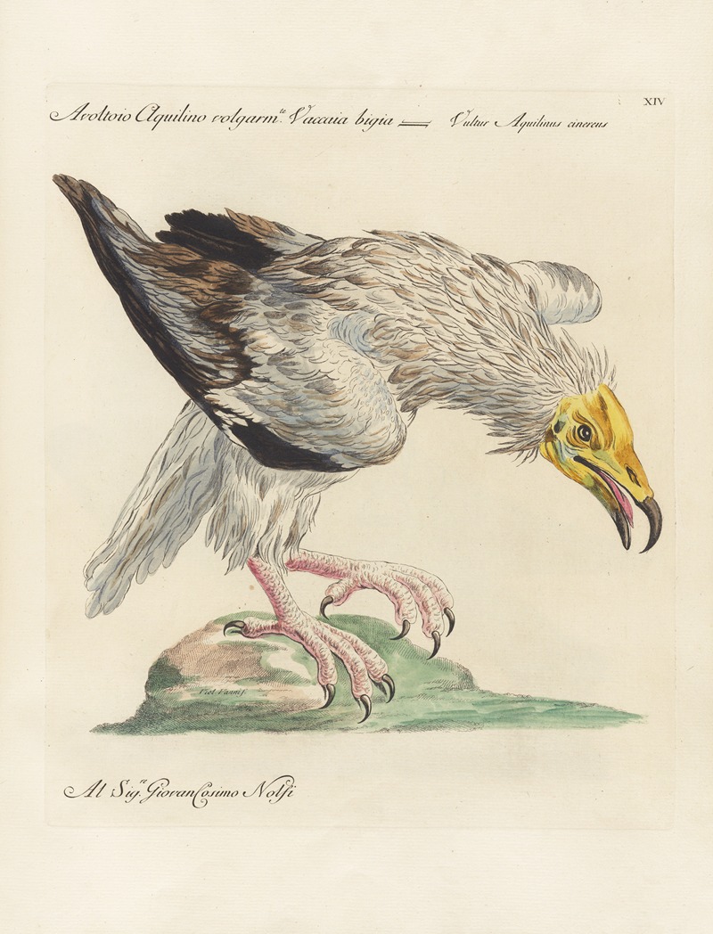 Ornithologia methodice digesta Pl.014 by Saverio Manetti, 1767-1776 — digital art print download