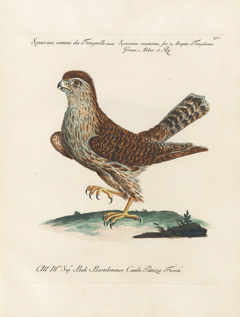 Ornithologia methodice digesta Pl.016 by Saverio Manetti, 1767-1776 — digital art print download