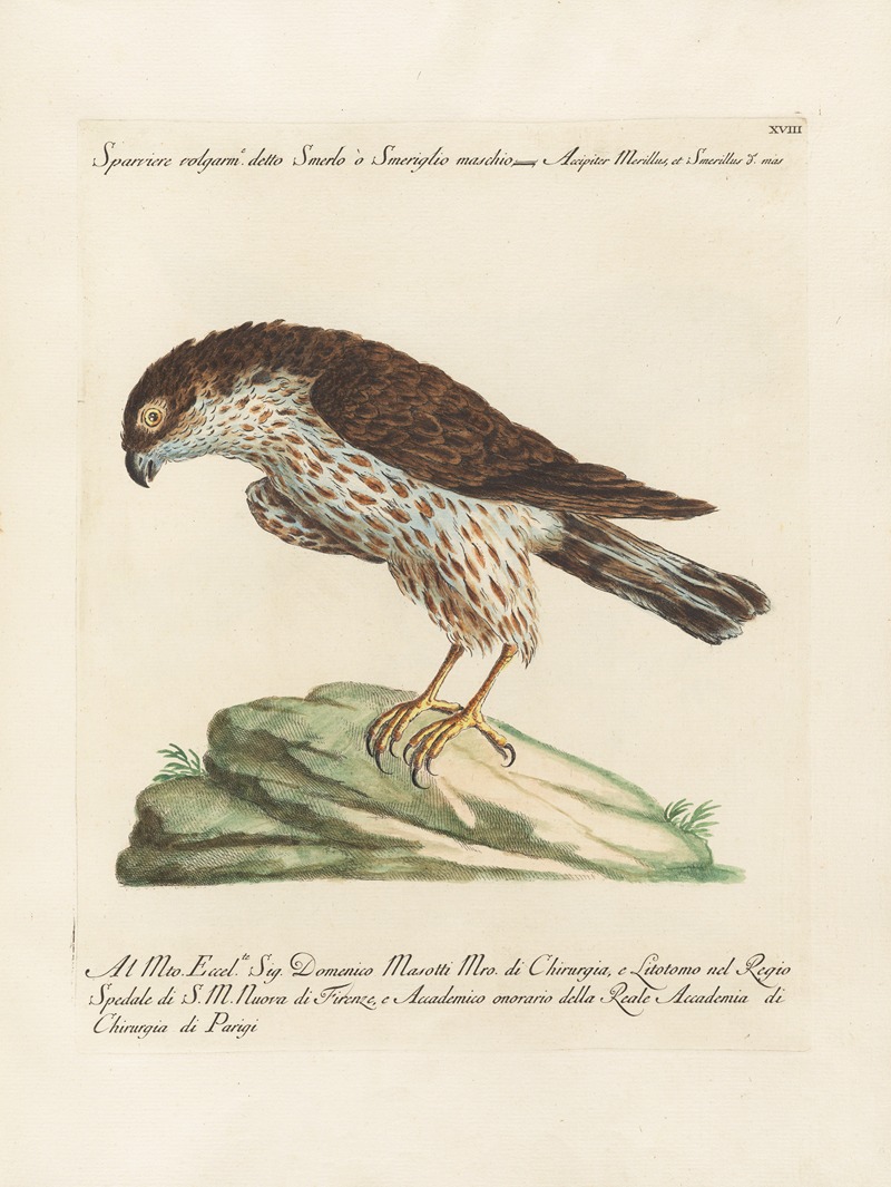 Ornithologia methodice digesta Pl.018 by Saverio Manetti, 1767-1776 — digital art print download