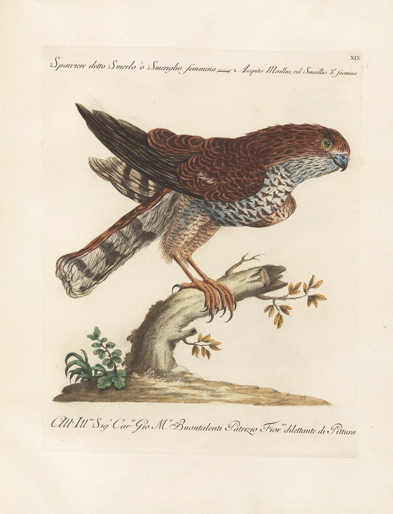 Ornithologia methodice digesta Pl.019 by Saverio Manetti, 1767-1776 — digital art print download