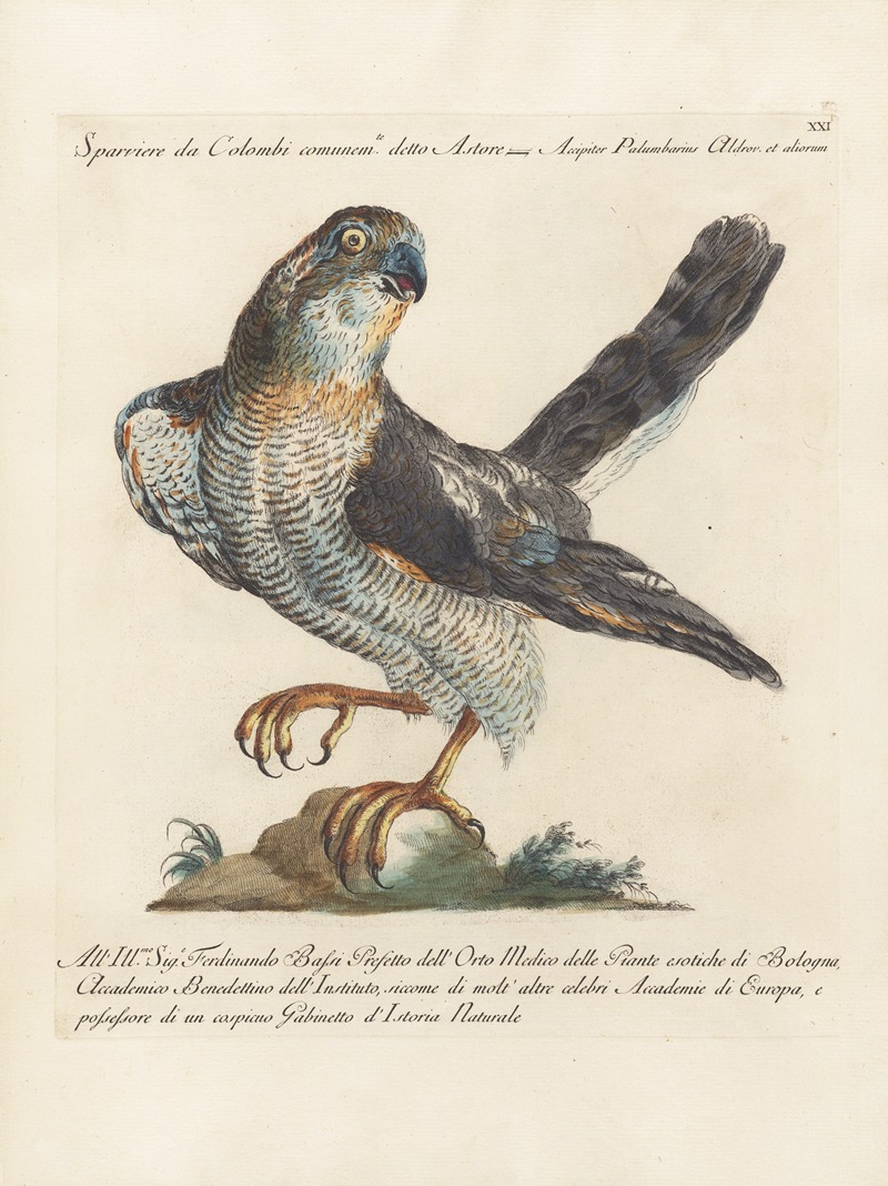 Ornithologia methodice digesta Pl.021 by Saverio Manetti, 1767-1776 — digital art print download