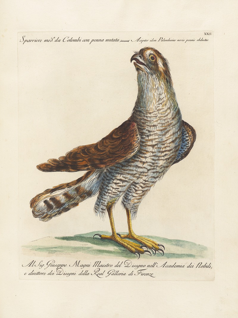 Ornithologia methodice digesta Pl.022 by Saverio Manetti, 1767-1776 — digital art print download