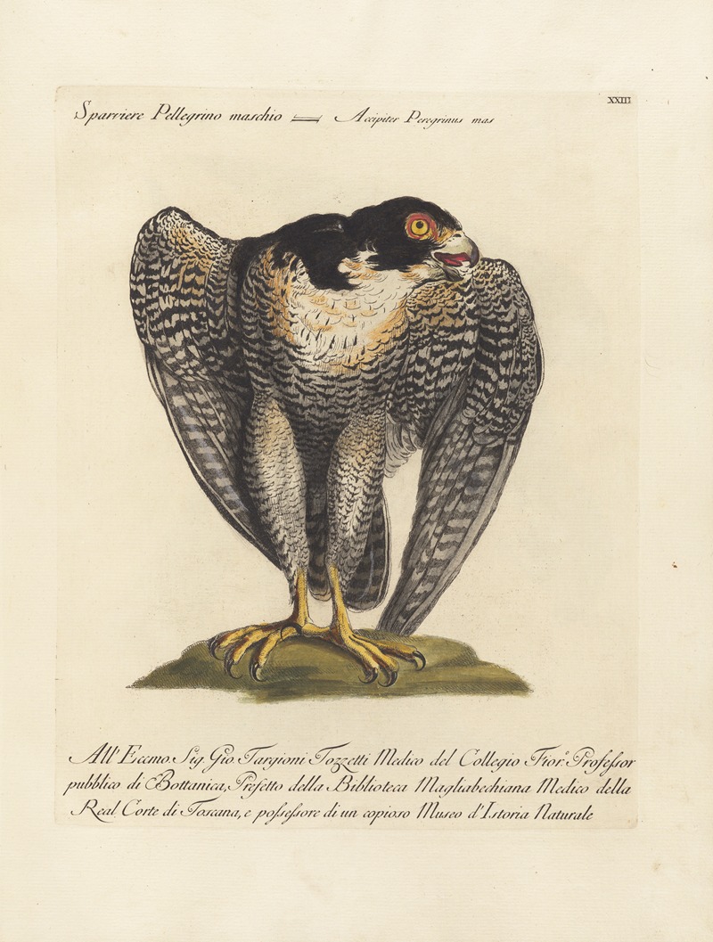 Ornithologia methodice digesta Pl.023 by Saverio Manetti, 1767-1776 — digital art print download