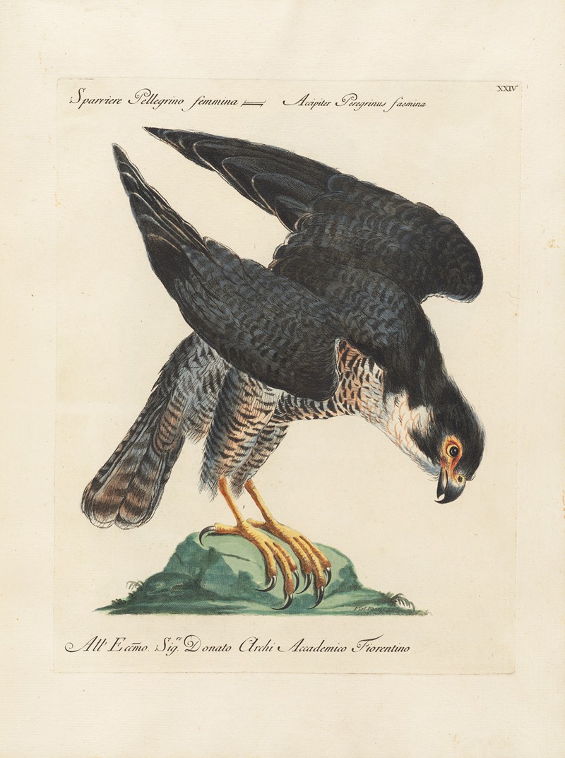 Ornithologia methodice digesta Pl.024 by Saverio Manetti, 1767-1776 — digital art print download