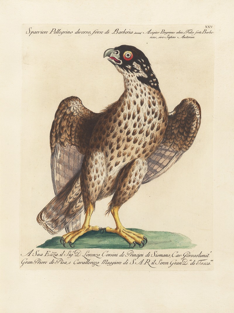 Ornithologia methodice digesta Pl.025 by Saverio Manetti, 1767-1776 — digital art print download