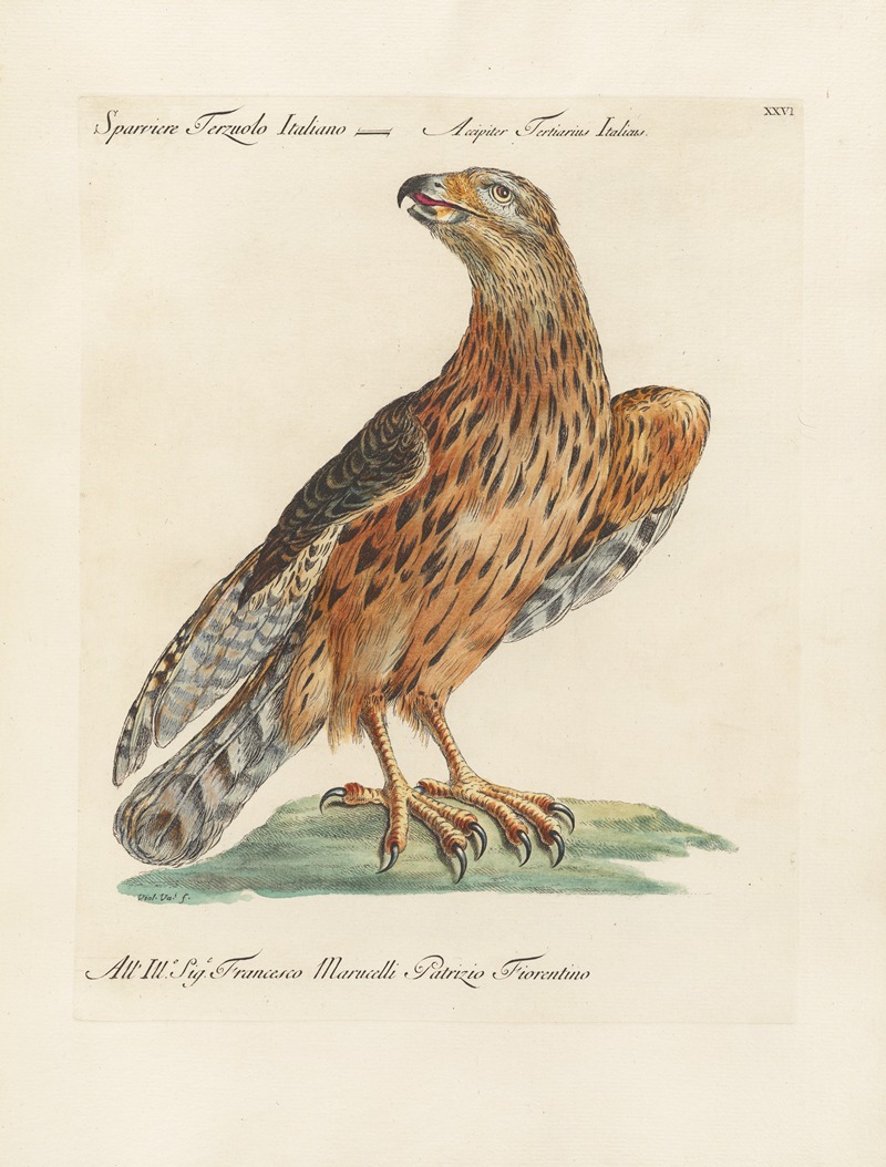 Ornithologia methodice digesta Pl.026 by Saverio Manetti, 1767-1776 — digital art print download