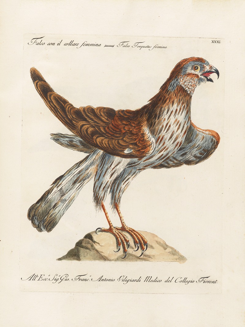 Ornithologia methodice digesta Pl.031 by Saverio Manetti, 1767-1776 — digital art print download