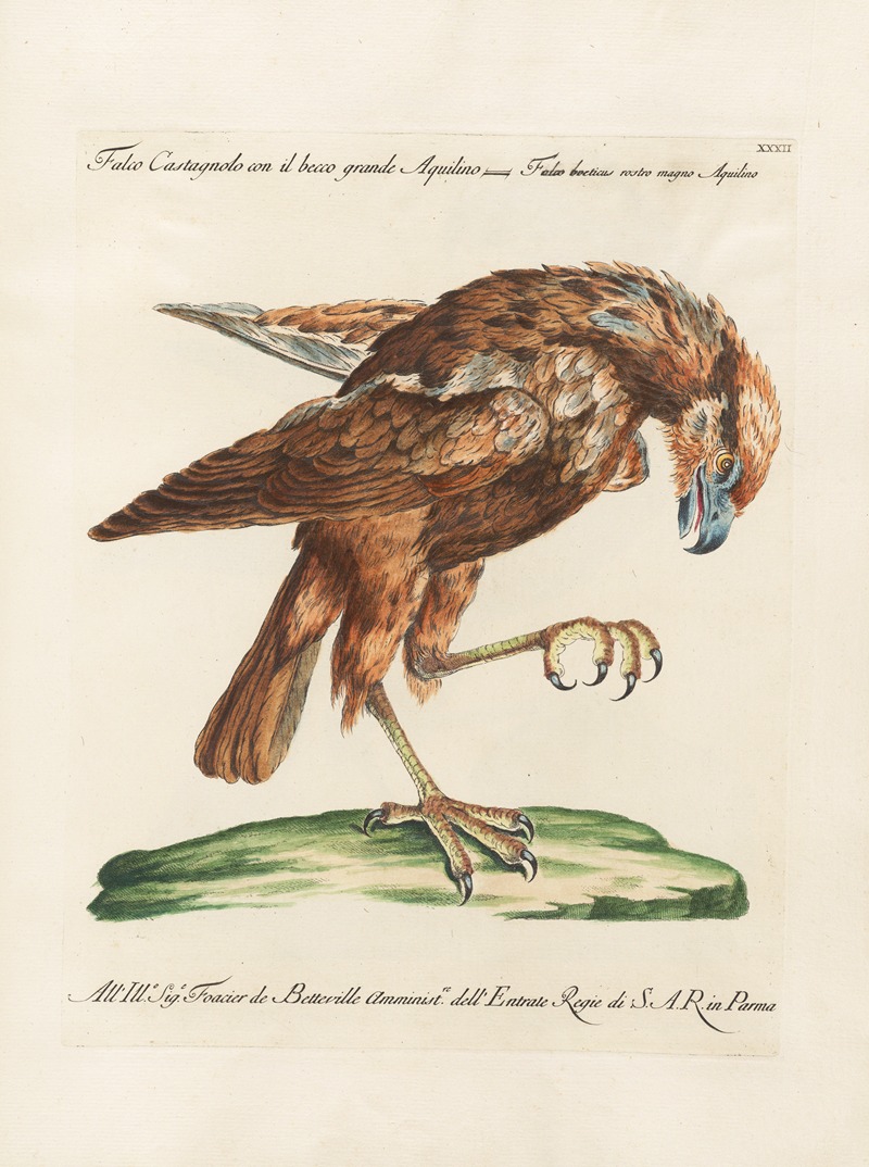 Ornithologia methodice digesta Pl.032 by Saverio Manetti, 1767-1776 — digital art print download