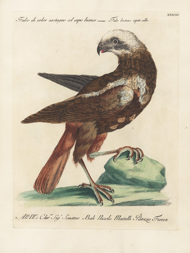 Ornithologia methodice digesta Pl.033 by Saverio Manetti, 1767-1776 — digital art print download