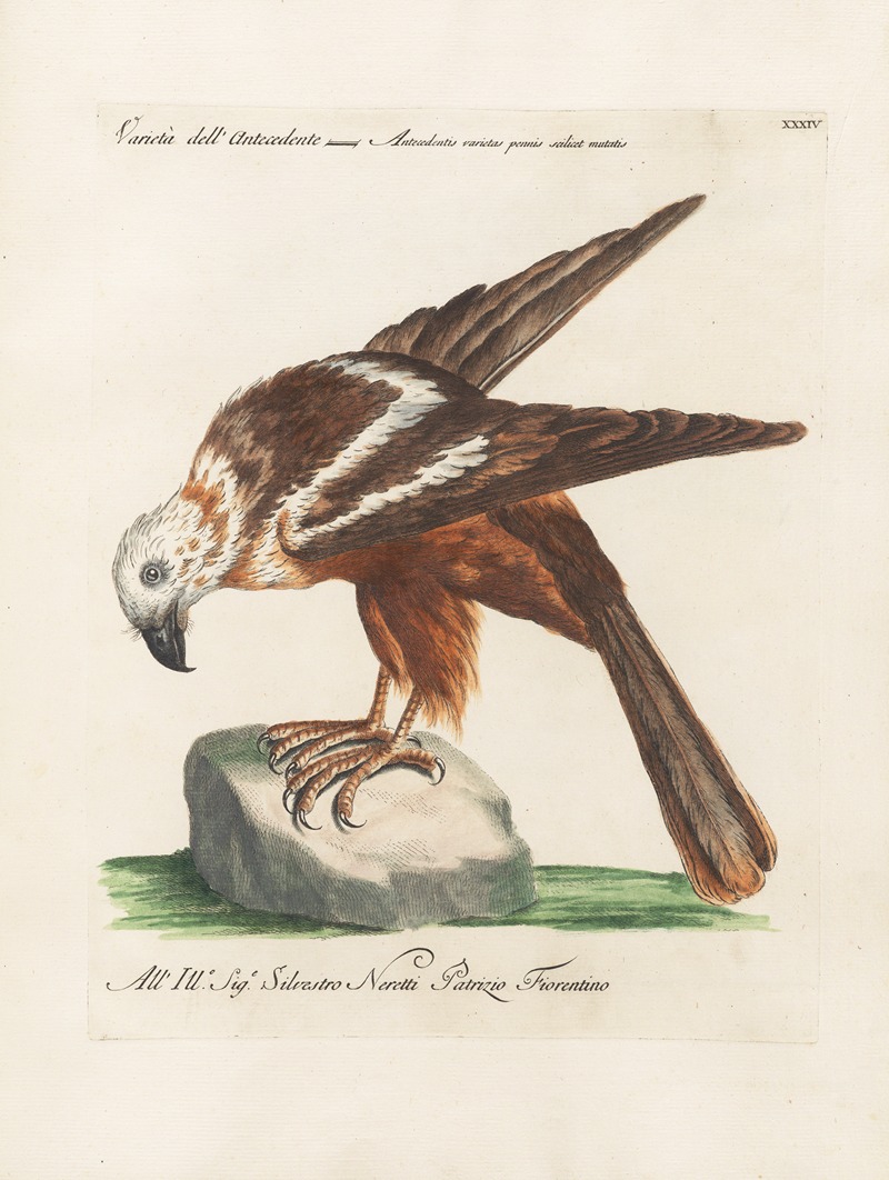 Ornithologia methodice digesta Pl.034 by Saverio Manetti, 1767-1776 — digital art print download