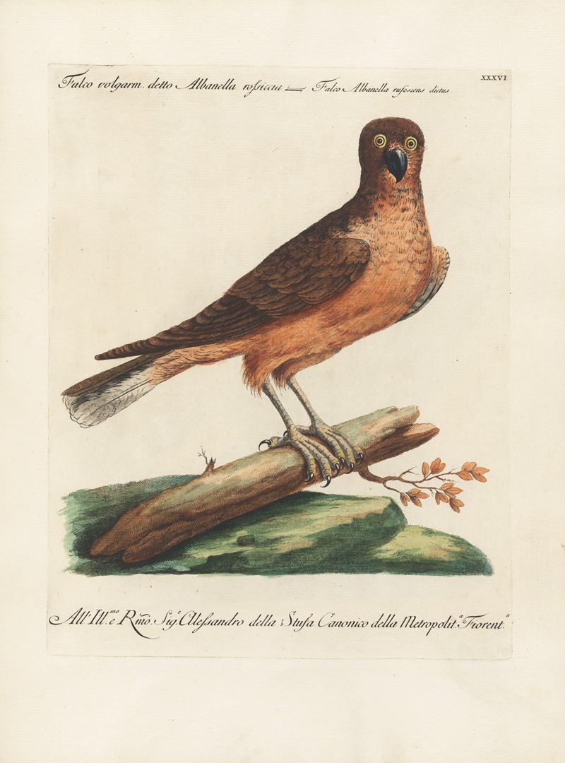 Ornithologia methodice digesta Pl.036 by Saverio Manetti, 1767-1776 — digital art print download
