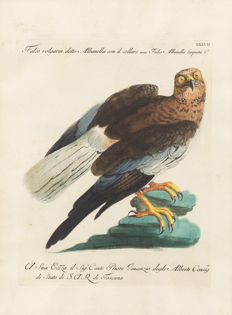 Ornithologia methodice digesta Pl.037 by Saverio Manetti, 1767-1776 — digital art print download