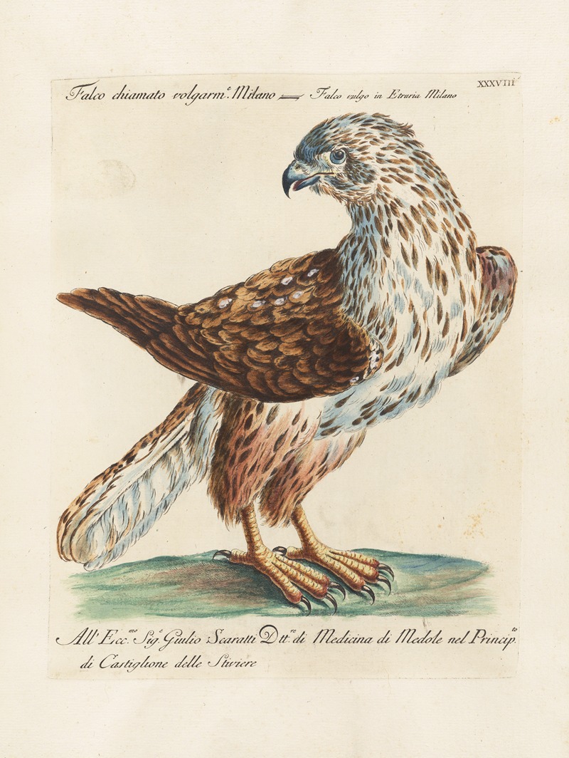 Ornithologia methodice digesta Pl.038 by Saverio Manetti, 1767-1776 — digital art print download