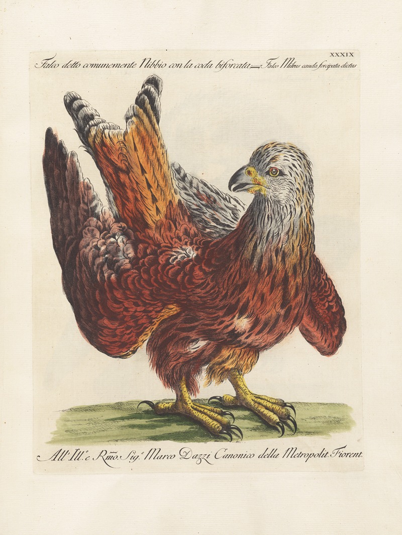 Ornithologia methodice digesta Pl.039 by Saverio Manetti, 1767-1776 — digital art print download