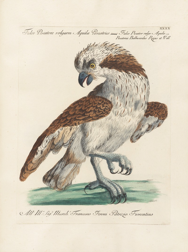 Ornithologia methodice digesta Pl.040 by Saverio Manetti, 1767-1776 — digital art print download