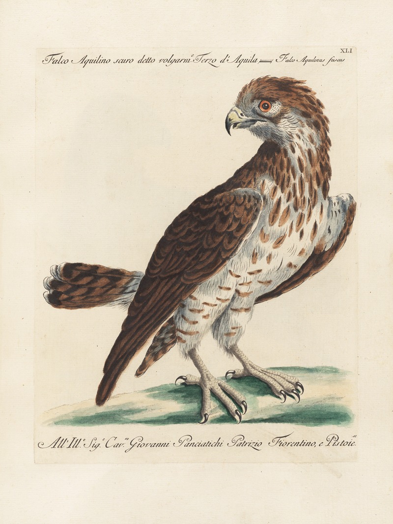 Ornithologia methodice digesta Pl.041 by Saverio Manetti, 1767-1776 — digital art print download