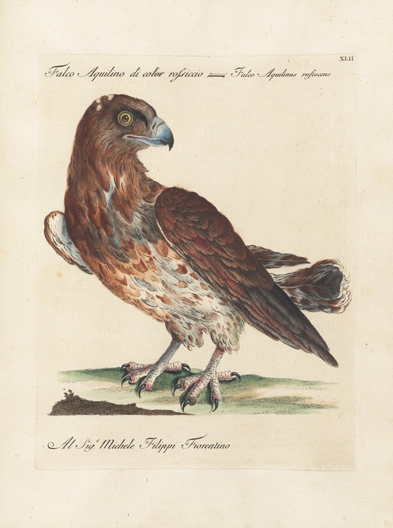 Ornithologia methodice digesta Pl.042 by Saverio Manetti, 1767-1776 — digital art print download