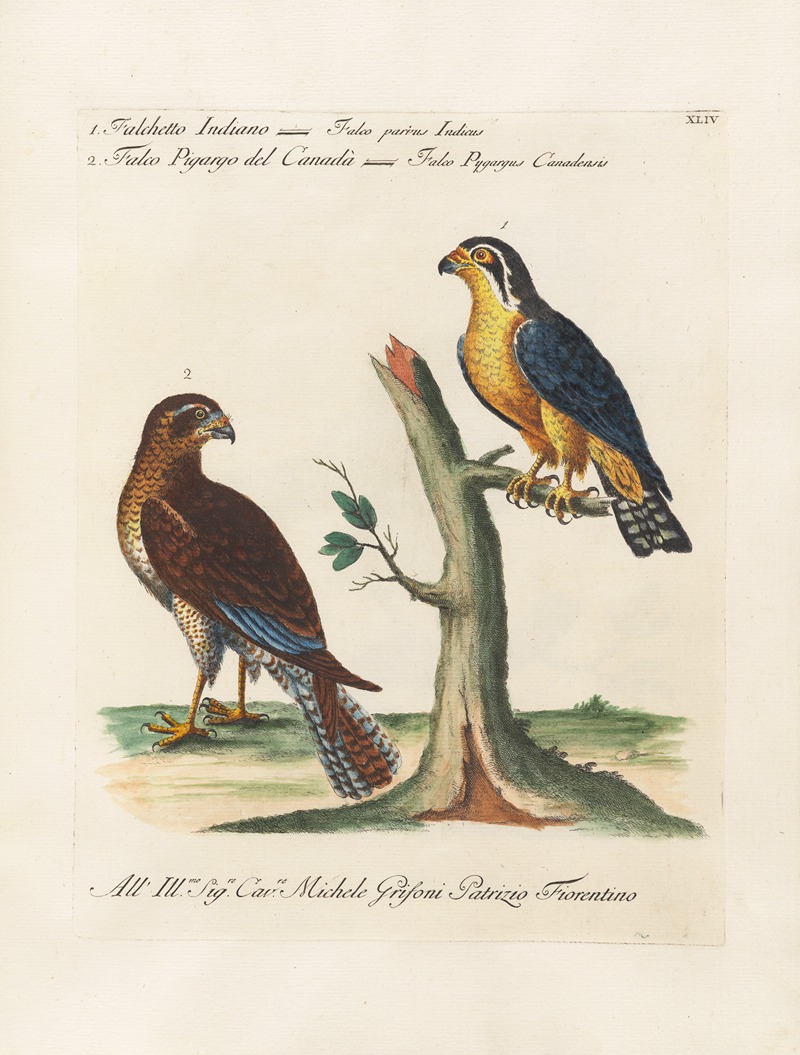 Ornithologia methodice digesta Pl.044 by Saverio Manetti, 1767-1776 — digital art print download
