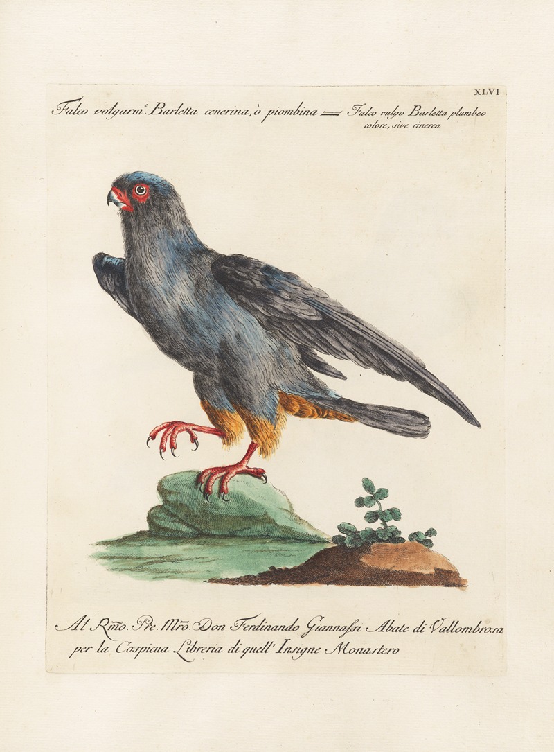 Ornithologia methodice digesta Pl.046 by Saverio Manetti, 1767-1776 — digital art print download