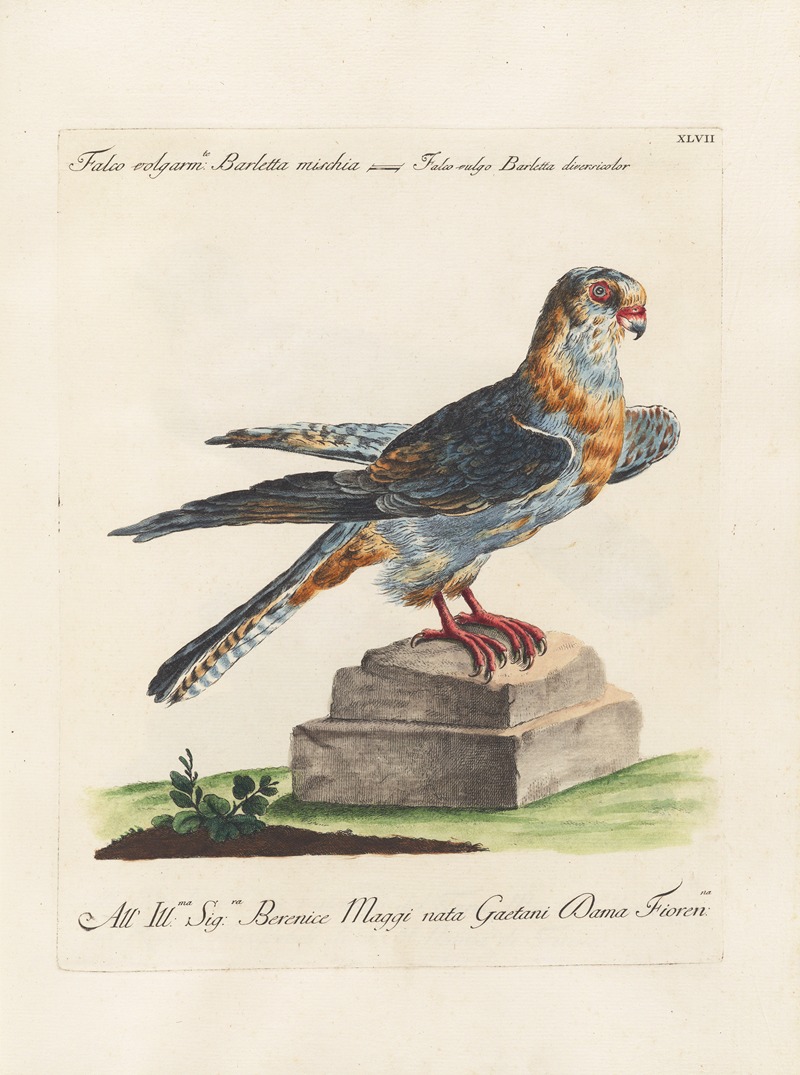 Ornithologia methodice digesta Pl.047 by Saverio Manetti, 1767-1776 — digital art print download