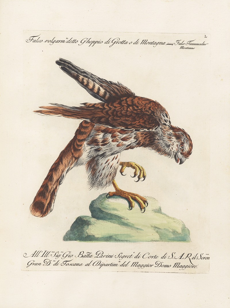 Ornithologia methodice digesta Pl.050 by Saverio Manetti, 1767-1776 — digital art print download