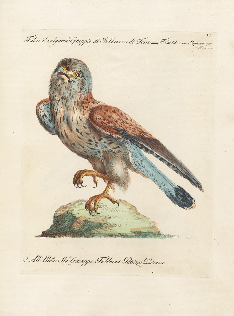 Ornithologia methodice digesta Pl.051 by Saverio Manetti, 1767-1776 — digital art print download