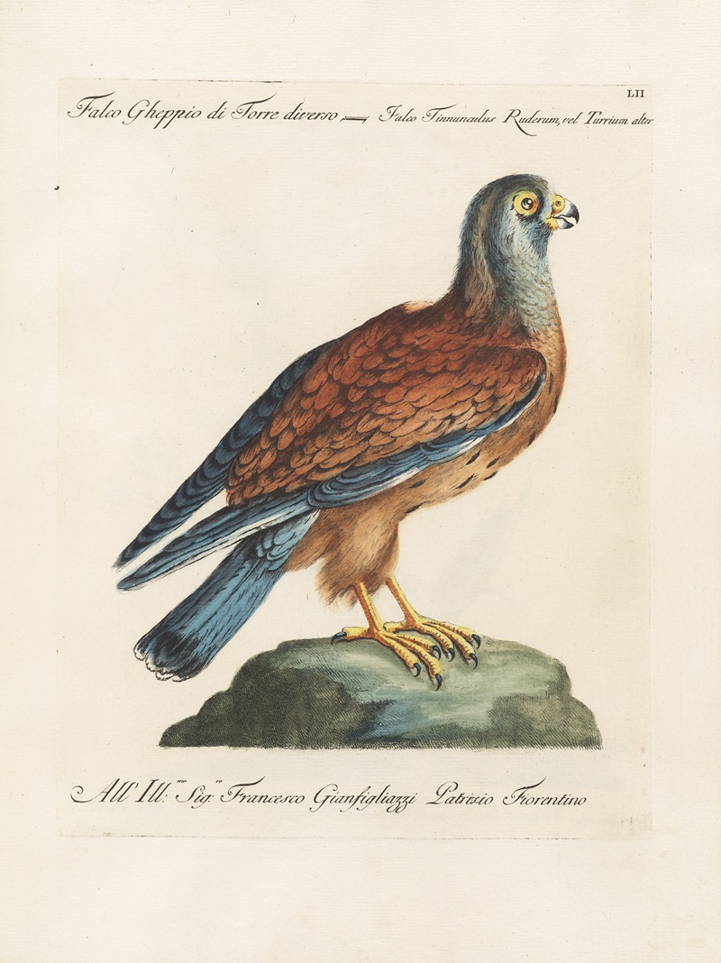 Ornithologia methodice digesta Pl.052 by Saverio Manetti, 1767-1776 — digital art print download