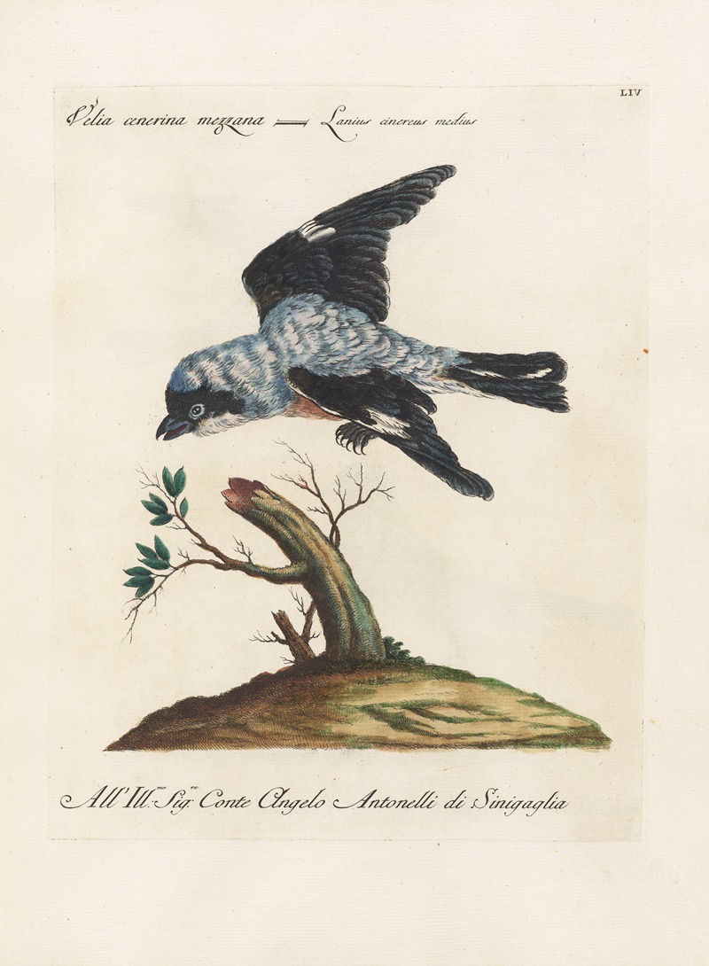 Ornithologia methodice digesta Pl.054 by Saverio Manetti, 1767-1776 — digital art print download