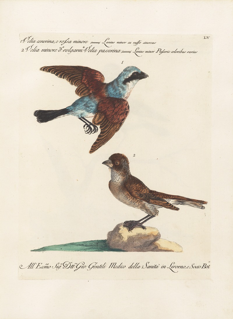 Ornithologia methodice digesta Pl.055 by Saverio Manetti, 1767-1776 — digital art print download