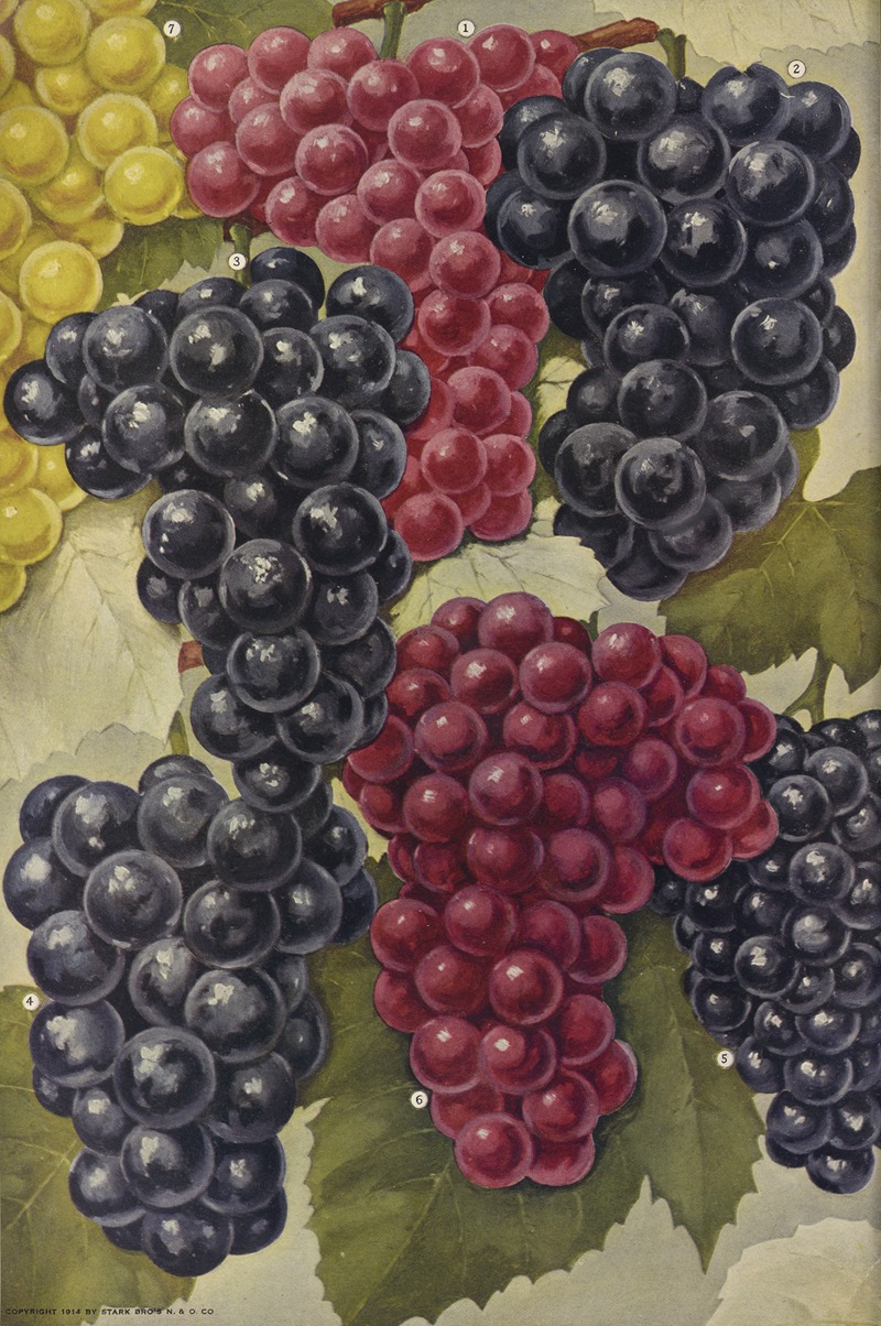 Grapes by Stark Bro's Nurseries & Orchards Co., 1916 — digital art print download