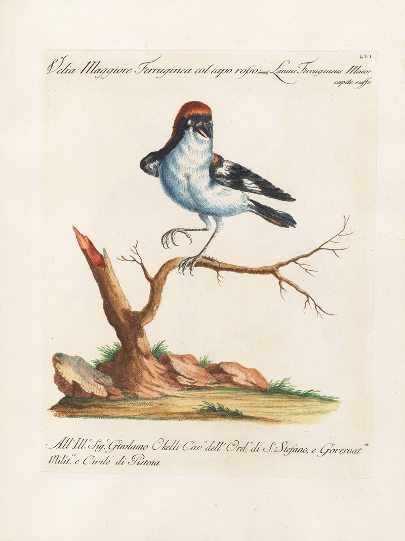 Ornithologia methodice digesta Pl.056 by Saverio Manetti, 1767-1776 — digital art print download
