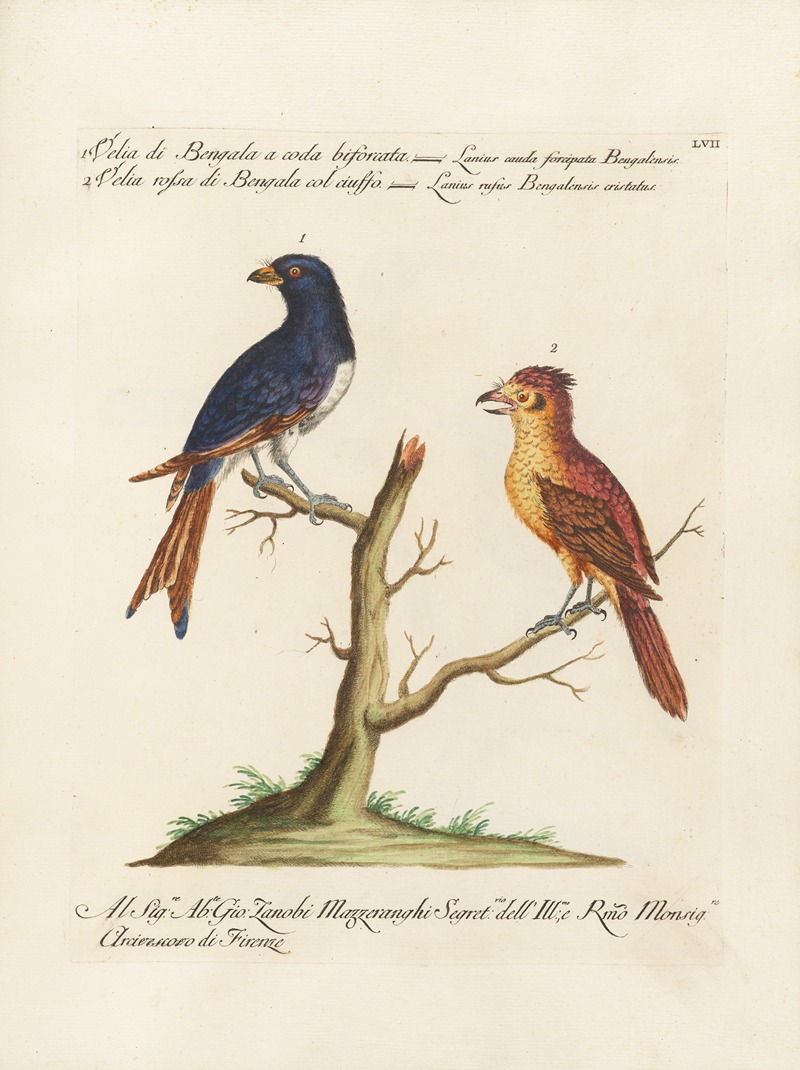 Ornithologia methodice digesta Pl.057 by Saverio Manetti, 1767-1776 — digital art print download