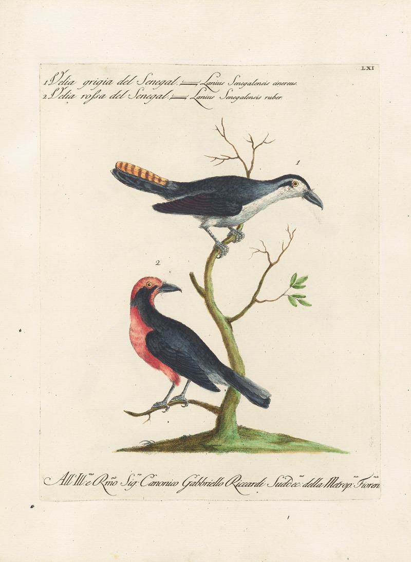 Ornithologia methodice digesta Pl.061 by Saverio Manetti, 1767-1776 — digital art print download