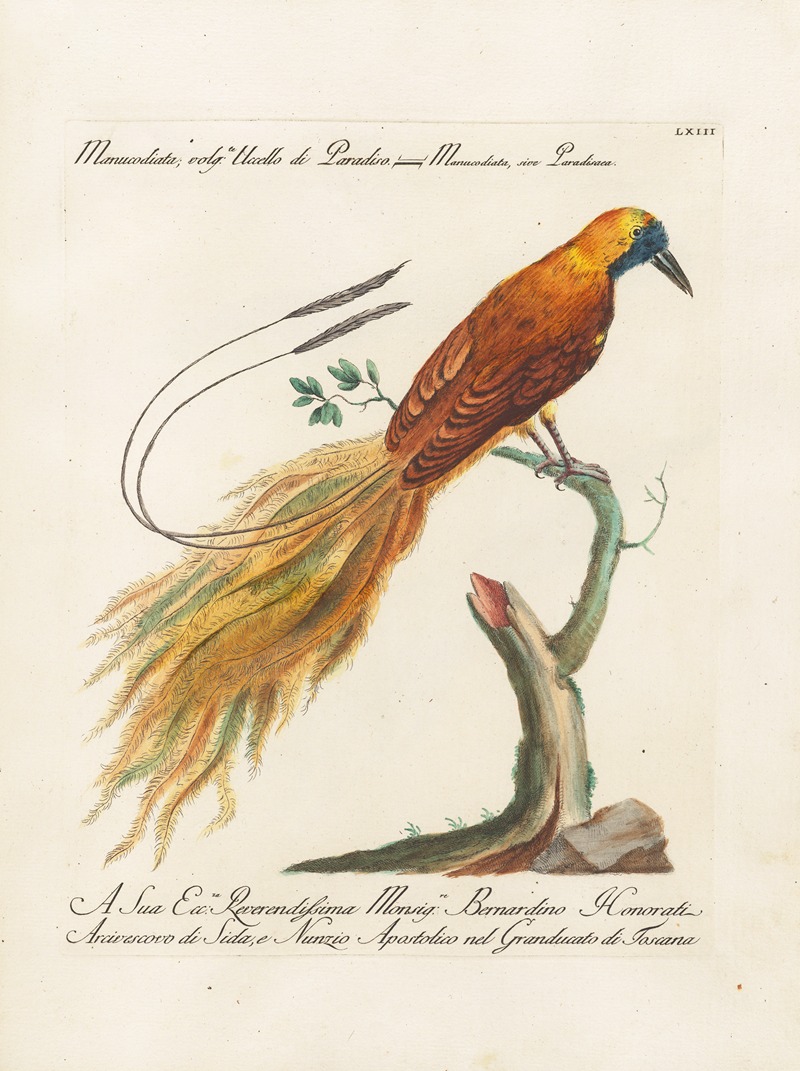 Ornithologia methodice digesta Pl.063 by Saverio Manetti, 1767-1776 — digital art print download