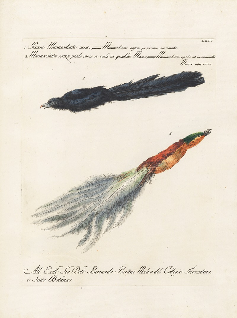 Ornithologia methodice digesta Pl.064 by Saverio Manetti, 1767-1776 — digital art print download