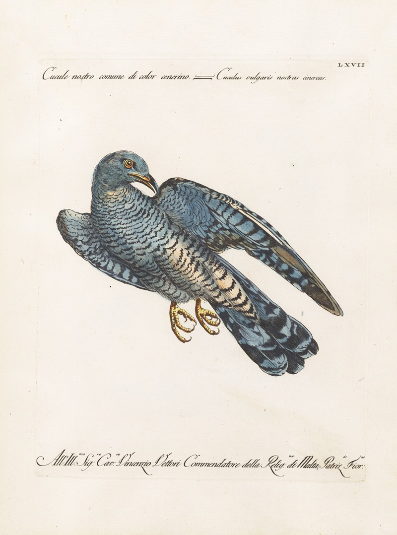 Ornithologia methodice digesta Pl.067 by Saverio Manetti, 1767-1776 — digital art print download
