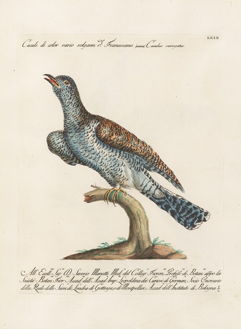 Ornithologia methodice digesta Pl.069 by Saverio Manetti, 1767-1776 — digital art print download
