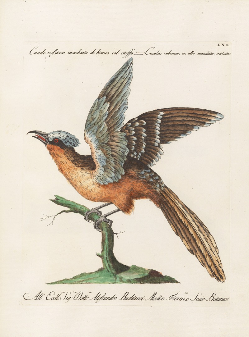 Ornithologia methodice digesta Pl.070 by Saverio Manetti, 1767-1776 — digital art print download