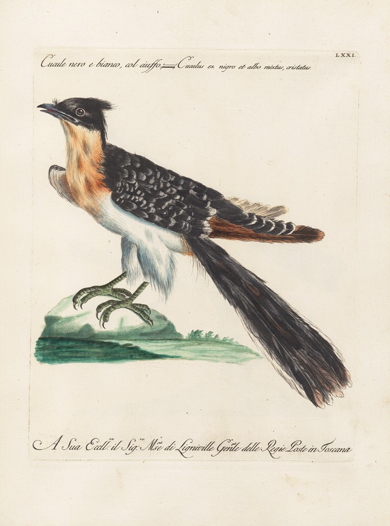 Ornithologia methodice digesta Pl.071 by Saverio Manetti, 1767-1776 — digital art print download