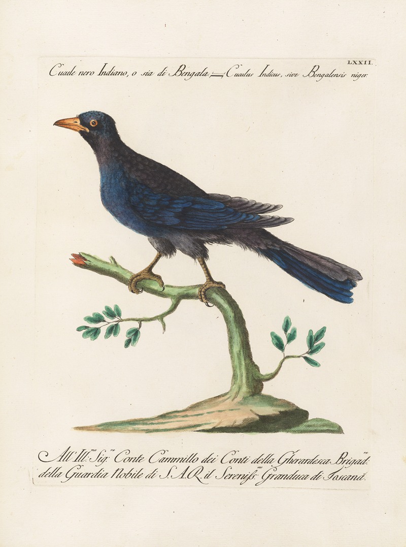 Ornithologia methodice digesta Pl.072 by Saverio Manetti, 1767-1776 — digital art print download